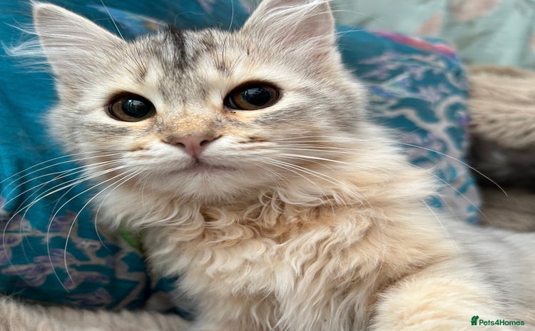 Siberian cats - Advert 4
