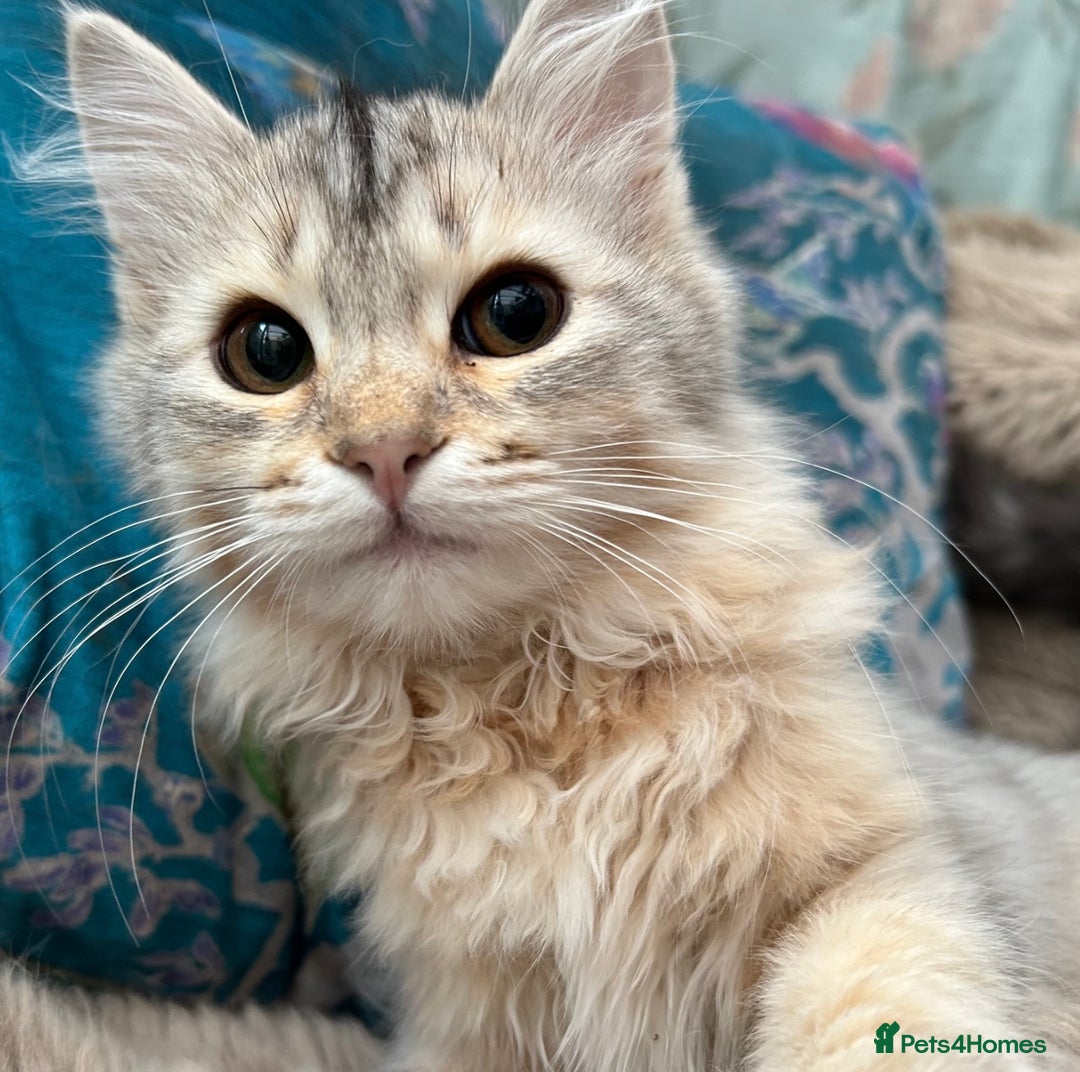 Siberian cats for sale: Stunning TICA reg Siberian kittens  - Image 1