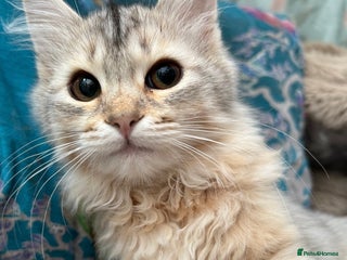 Siberian cats - Advert 5