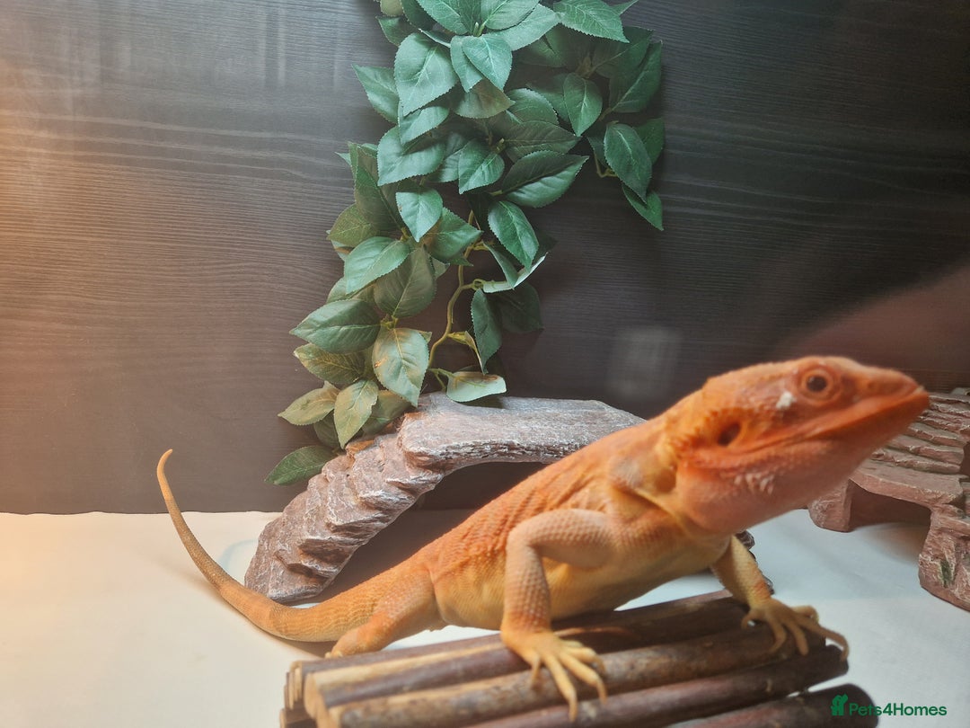 Bearded Dragon reptiles for sale: Red leatherback hypo bearded dragon and vivariums  - Image 3