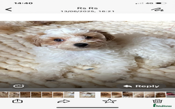 Cavapoo dogs for sale: Toy Cavapoo Puppies - Image 4