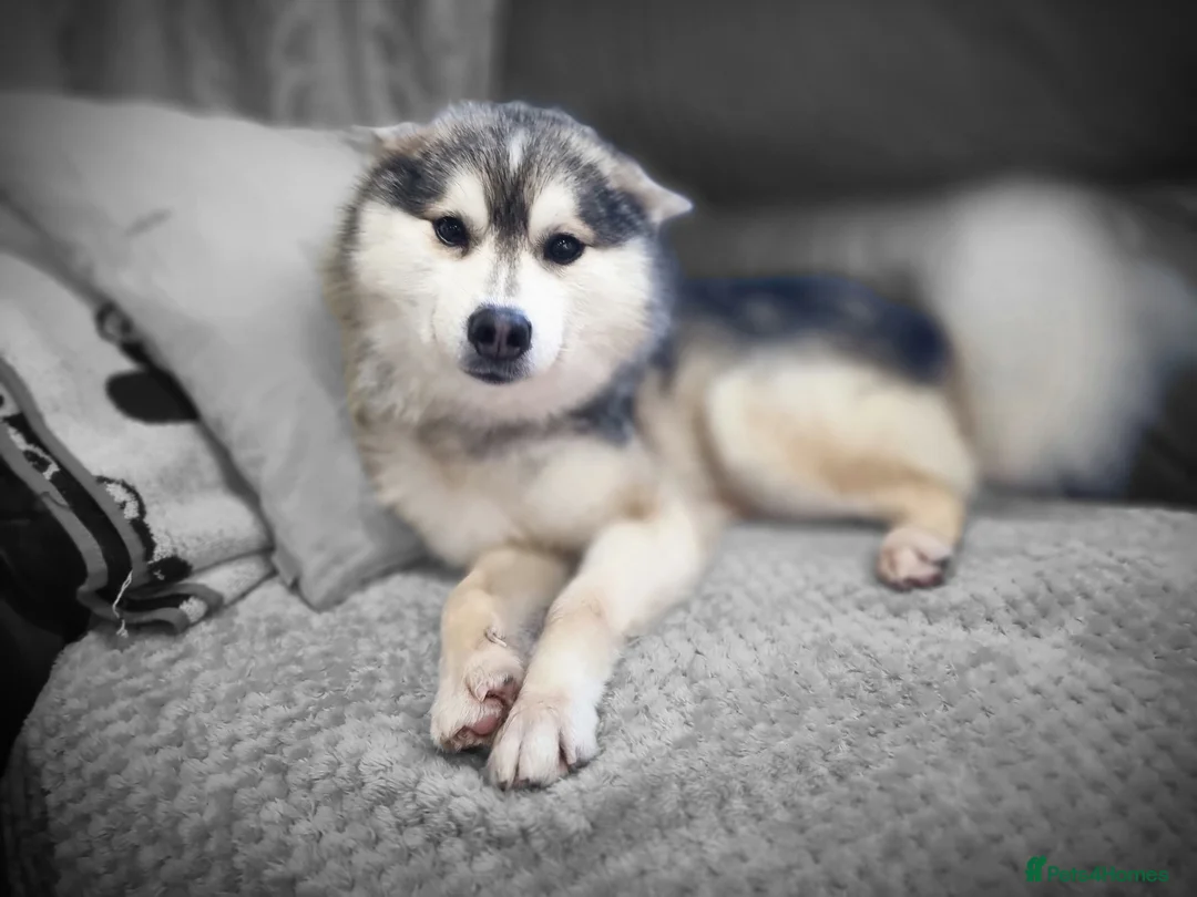 Pomsky dogs for stud: Stunning Proven F1 Wolf Grey Pomsky For Stud in Cambridge - Advert 2