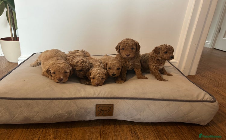 Cavapoo dogs - Advert 1