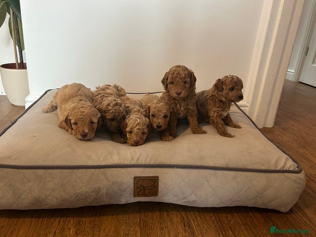 Cavapoo dogs - Advert 9