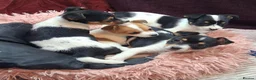 Jack Russell dogs for sale: Pure Jack Russell pups for sale - Advert 8