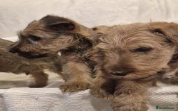 Irish Terrier dogs for sale: Home raised Irish terrier  - Image 23