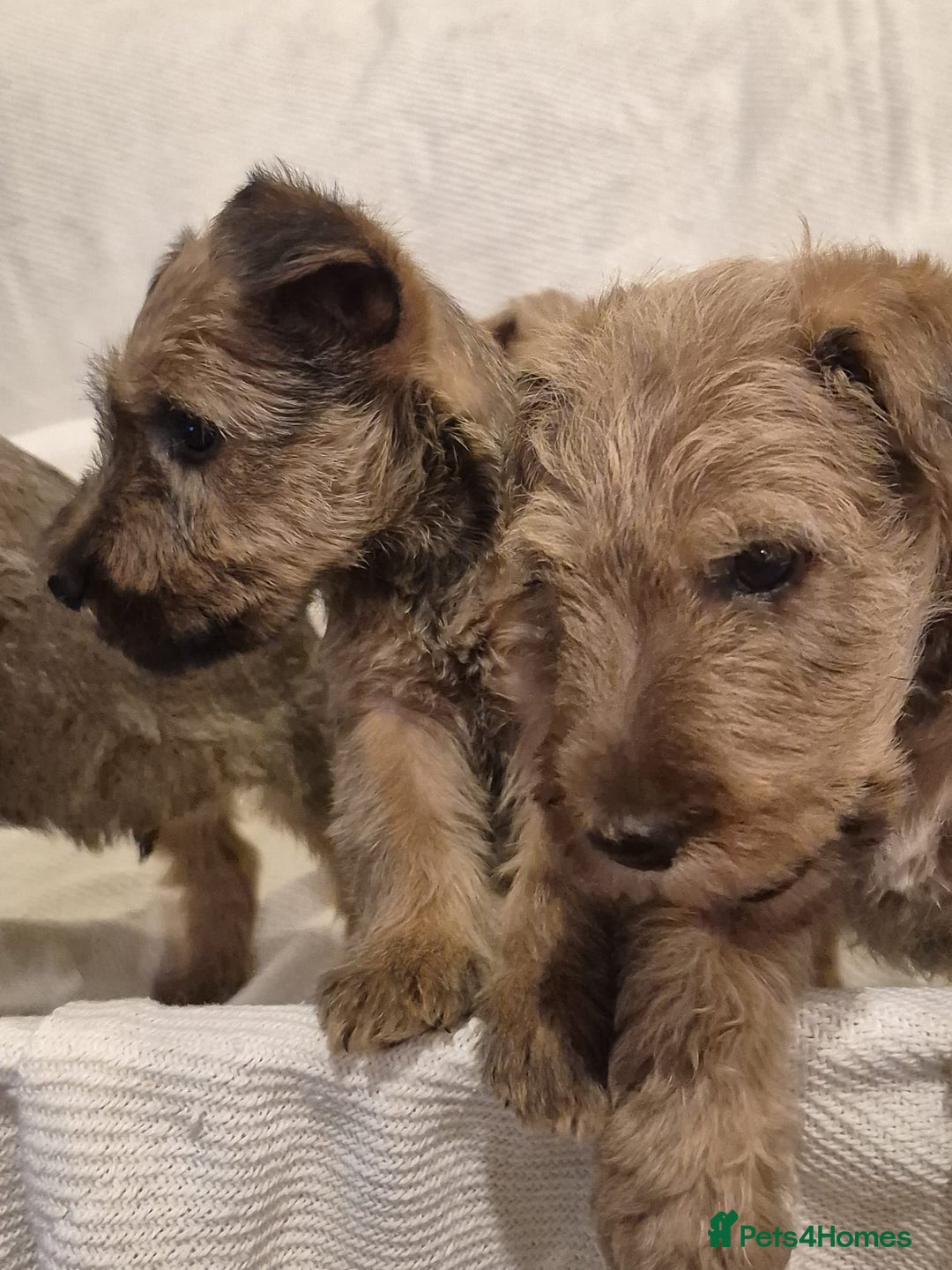 Irish Terrier dogs for sale: Home raised Irish terrier  - Image 23