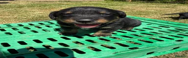 Mixed Breed Puppy 3