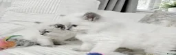 Ragdoll cats for sale: Blue Point Ragdoll Kittens for sale - Advert 33