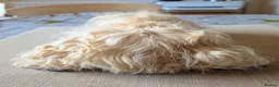 Guinea Pig rodents for sale: Gorgeous bonded boys  - Advert 5