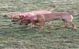 Labrador Retriever dogs for sale: KC Registered Labrador Puppies - Call  **  - Image 11