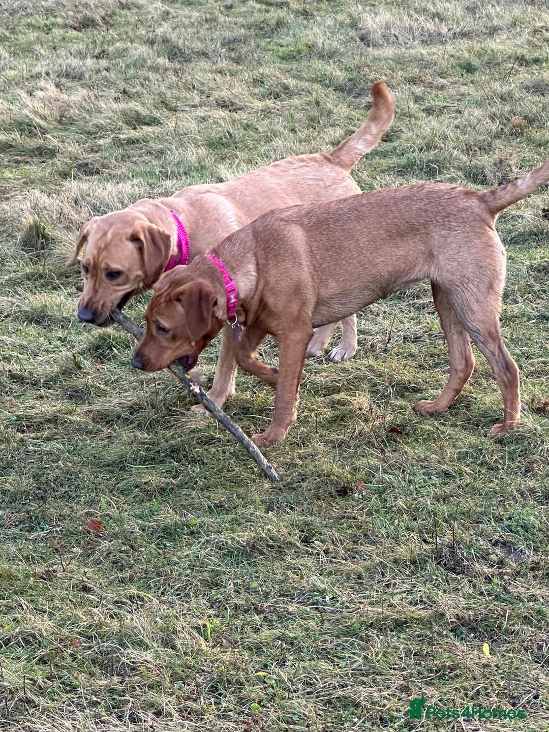 Labrador Retriever dogs for sale: KC Registered Labrador Puppies - Call  **  - Image 11
