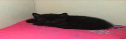 Mixed Breed cats for sale: 3 Beautiful Black Kittens Ready Now - Advert 8