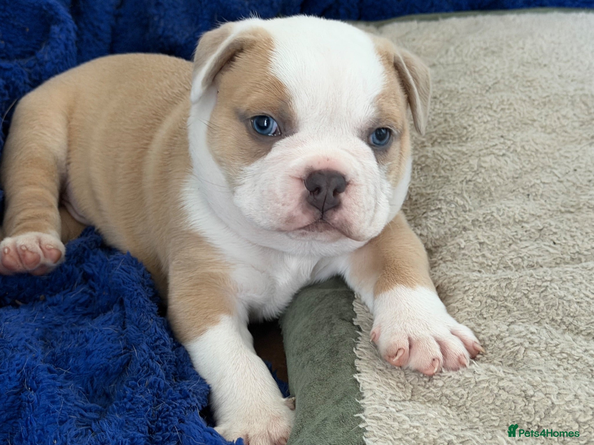 Olde English Bulldogge dogs Olde English bulldogge puppy - Advert 12