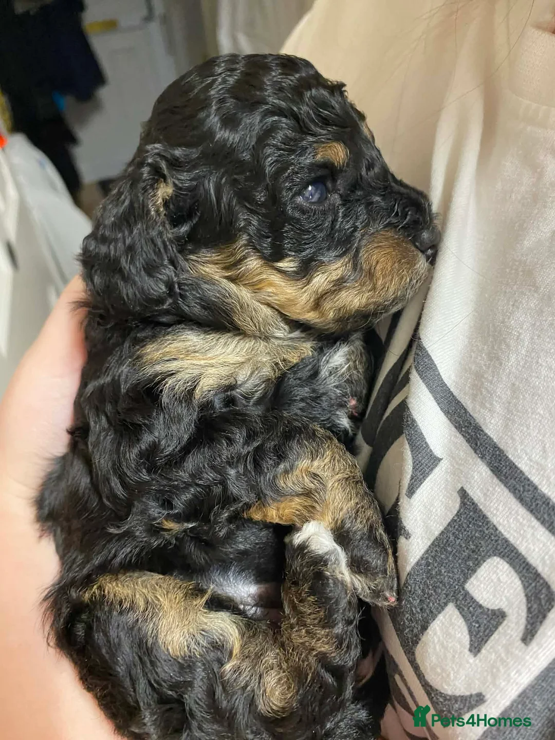 Cavapoochon dogs for sale: Beautiful Rare Phantom Toy Cavapoochon Puppies - Advert 6