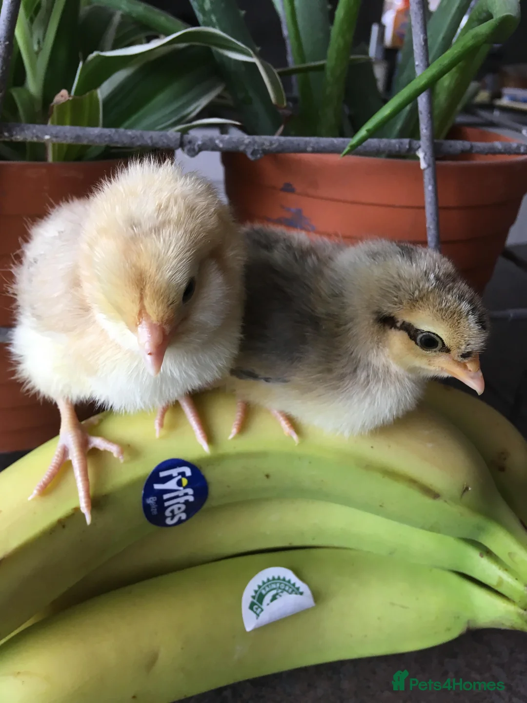 Chickens poultry for sale: Day old chicks & all poultry available  - Advert 2