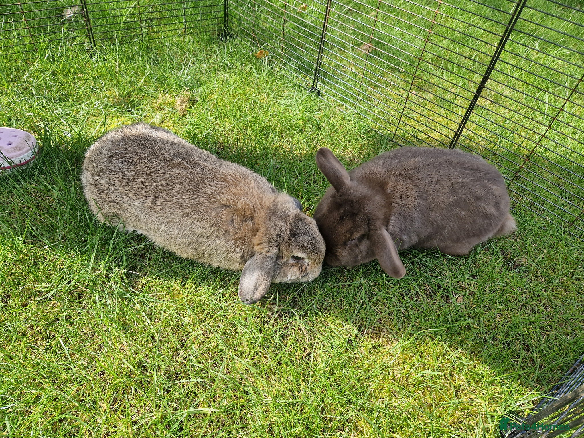 Mini Lop rabbits 2 mini lops (not neutered) - Advert 3