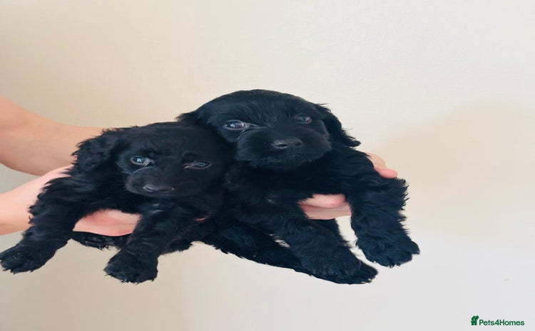 Cockapoo dogs - Advert 16