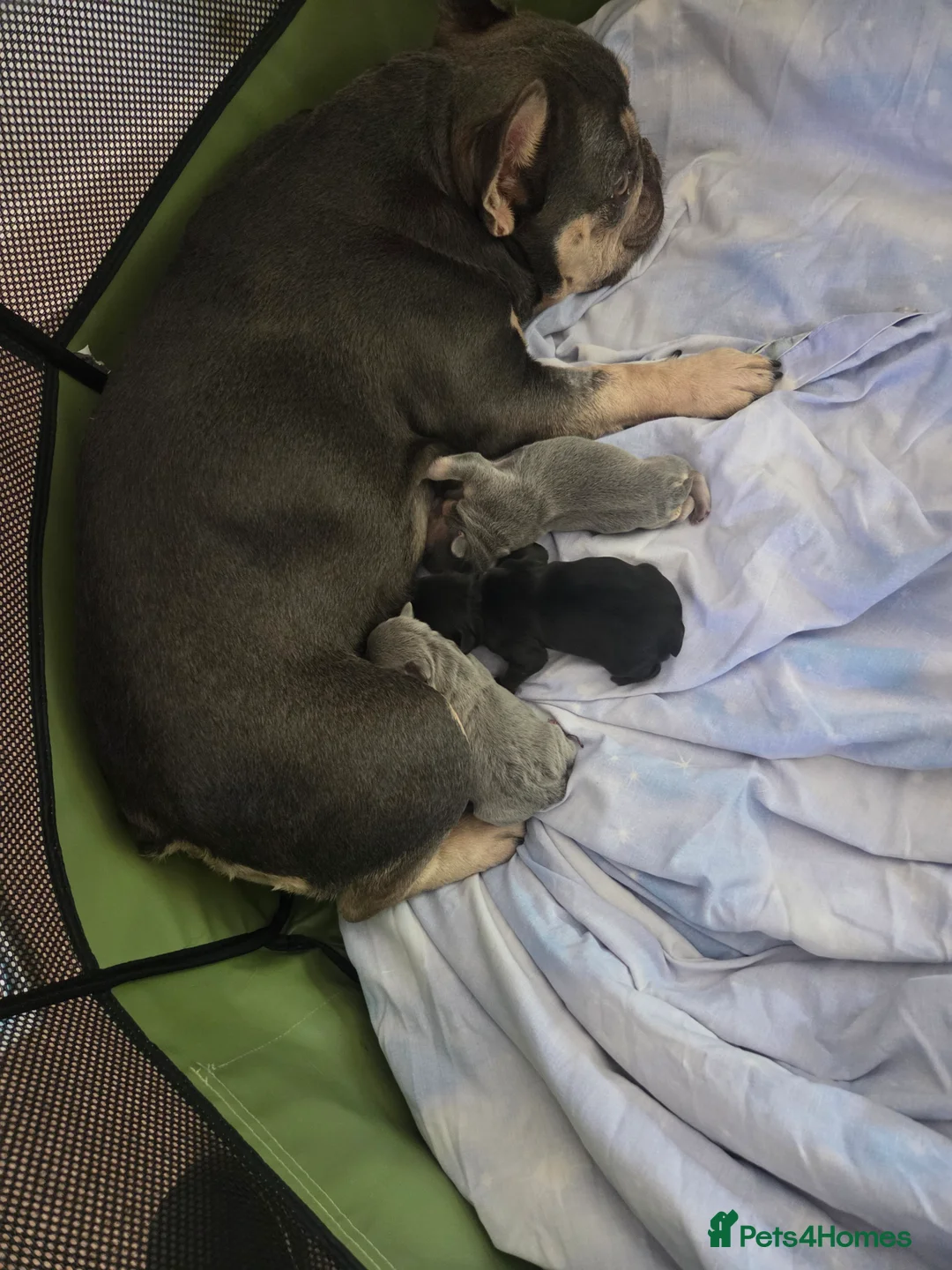 French Bulldog dogs for sale: Buddie - Advert 2
