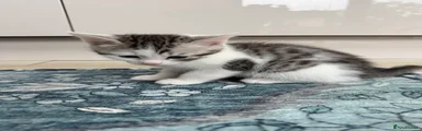 Bengal Kitten 9
