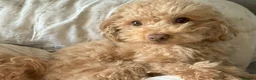 Toy Poodle dogs for sale: 🐾 Small Red Toy Poodle Puppies 🐾 - Advert 2