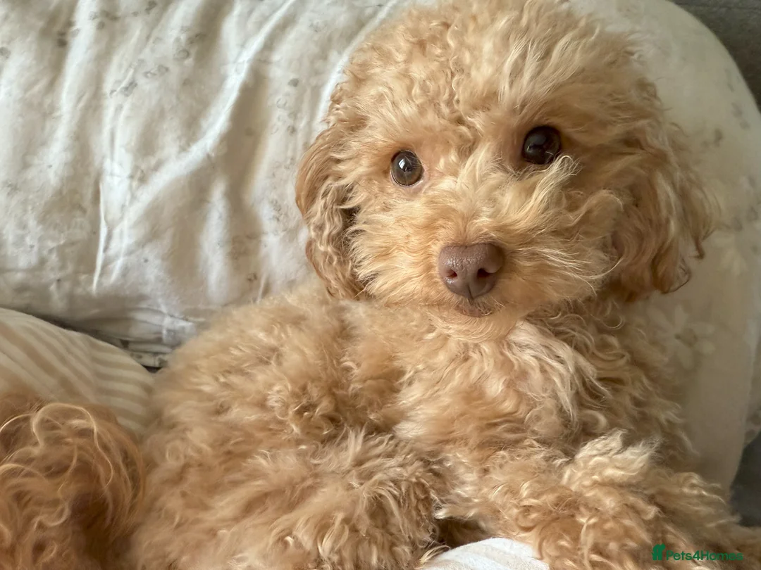 Toy Poodle dogs for sale: 🐾 Small Red Toy Poodle Puppies 🐾 - Advert 2