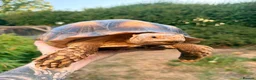 Tortoise reptiles for sale: Sulcata tortoise for sale in Bournemouth - Advert 4