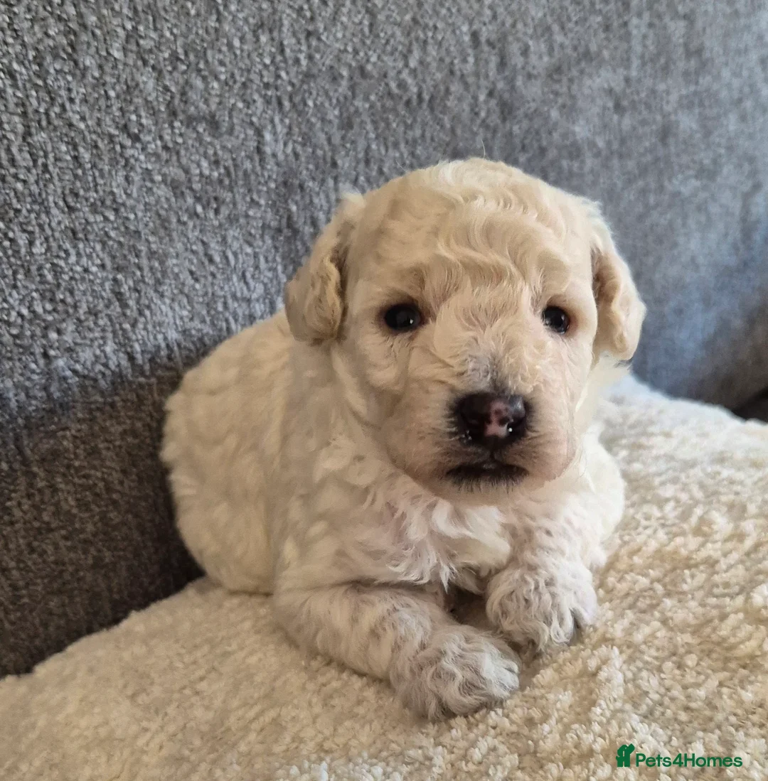 Poochon dogs for sale: Poochon 3 girls 2 boys F1b - Advert 17
