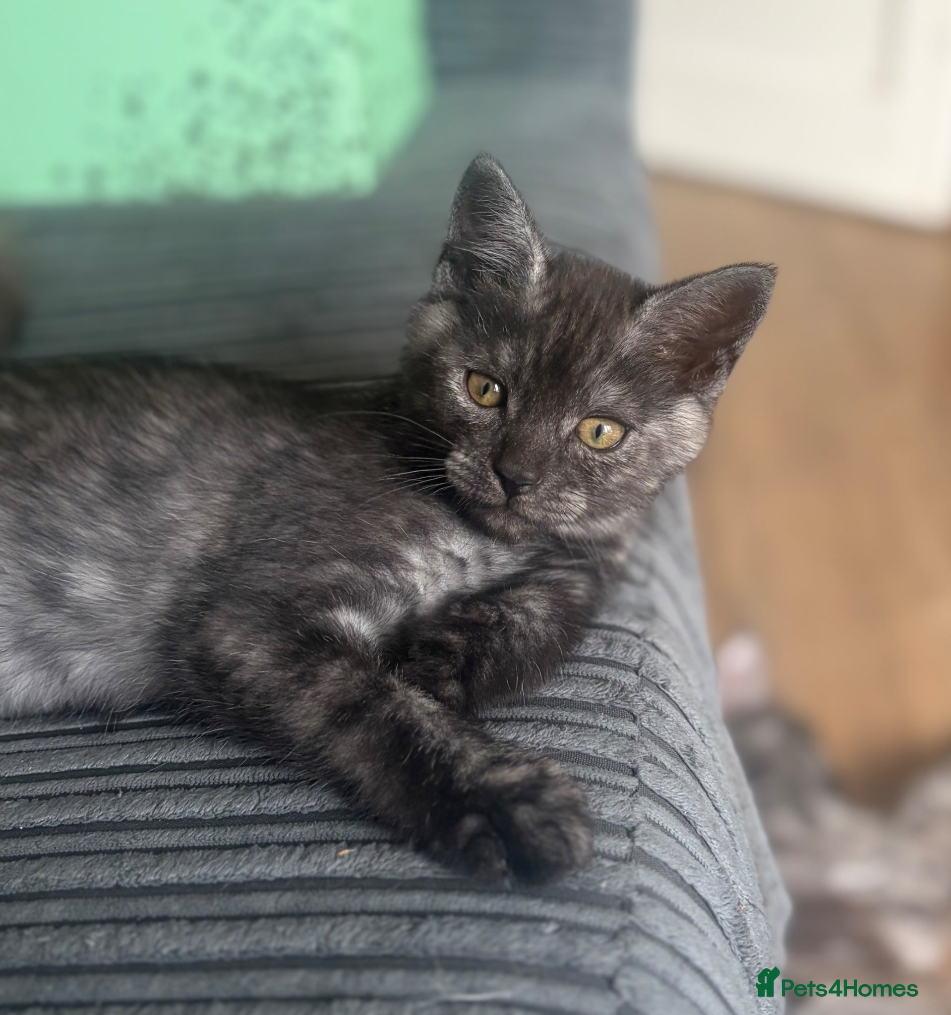 Mixed Breed cats Mainecoon cross kittens  - Advert 1