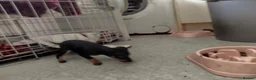 English Toy Terrier dogs for sale: Baby ett puppies for sale  - Advert 11