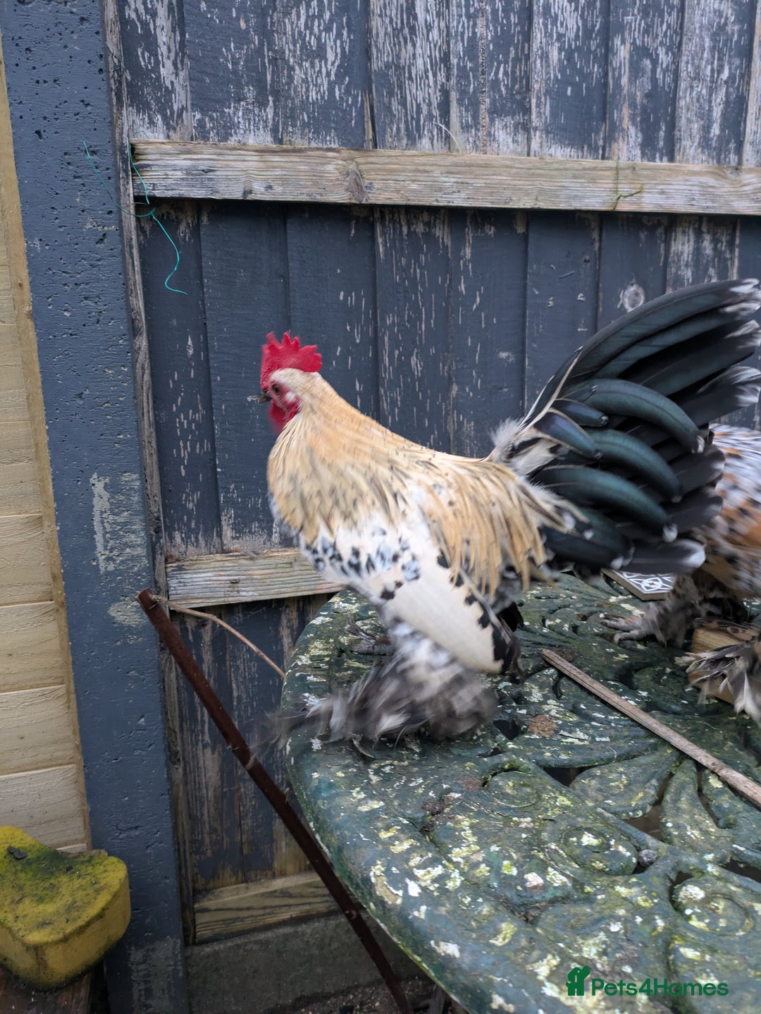 Chickens poultry for sale: Sablepoot cockerel  - Advert 4