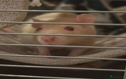 Rat rodents for sale: 16 week old female rats for sale - Image 2