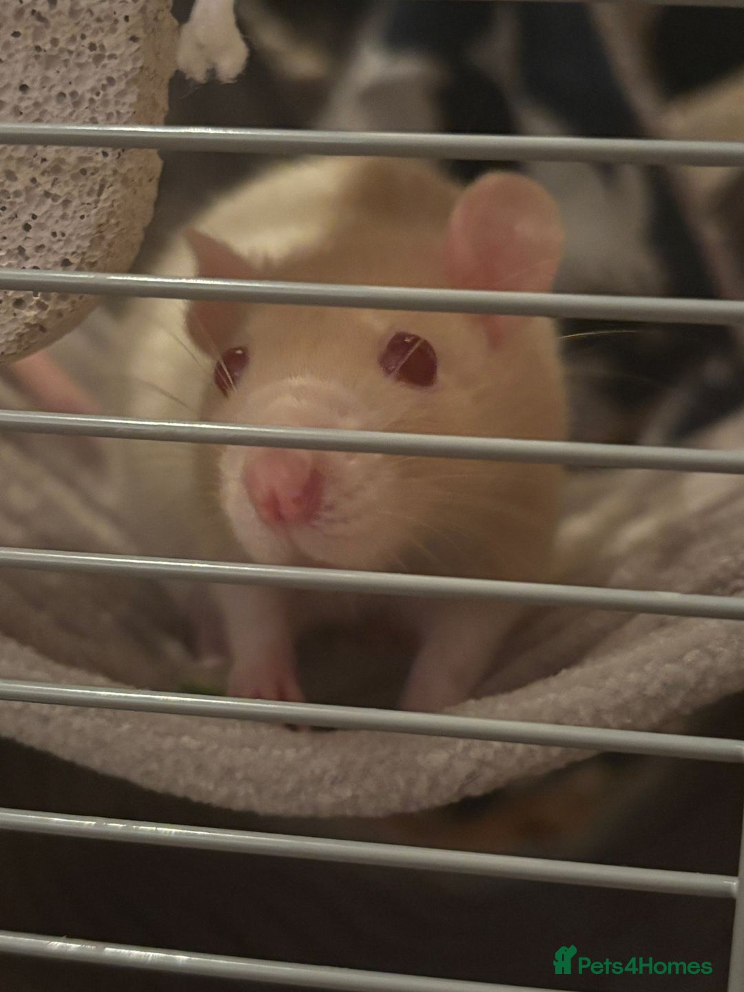 Rat rodents for sale: 16 week old female rats for sale - Image 2