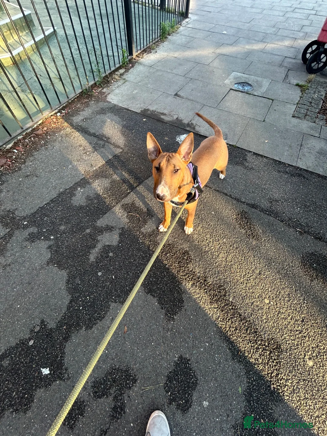 Bull Terrier dogs for sale: BEAUTIFUL YOUNG MALE BULL TERRIER - Advert 1