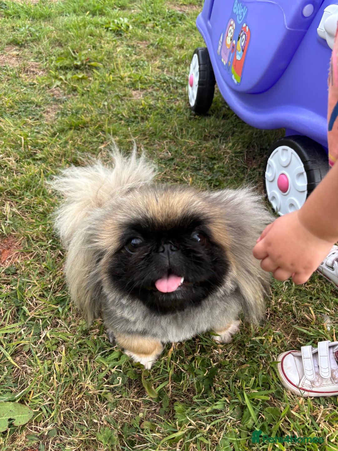 Pekingese dogs for sale: 1yr old beautiful Pekingese for sale - Advert 4
