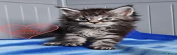 Maine Coon cats for sale: Meet Our Beautiful Maine Coon Kittens 😍😍😍  - Advert 4