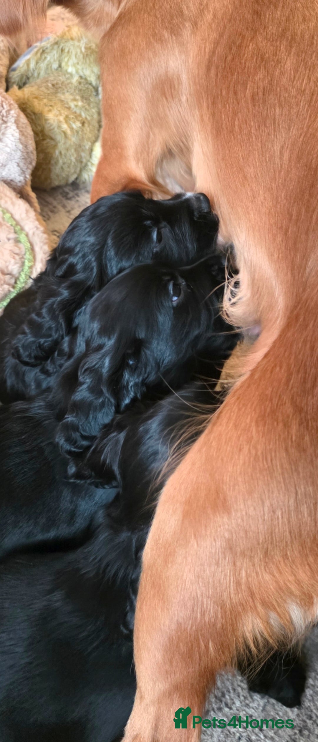 Sprocker dogs Gorgeous Sprockers Home Raised, Mum & Dad Here - Advert 2