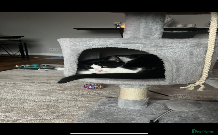 Mixed Breed cats - Advert 7