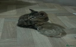 Mixed Breed cats for sale: Two sisters  - Image 3