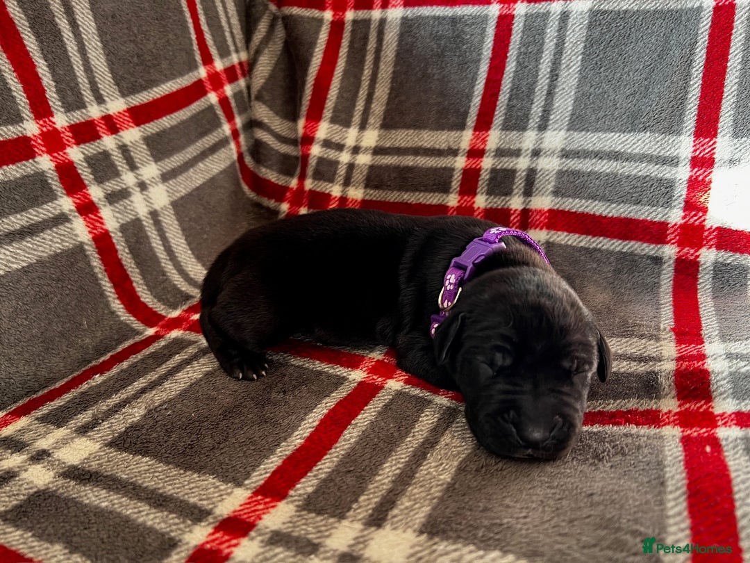 Great Dane dogs for sale: Great Dane puppies - Image 37