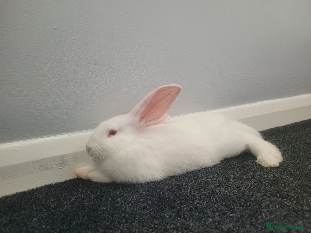 French Lop rabbits for sale: Giant French lop x giant continental  - Image 2