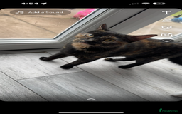 Mixed Breed cats for sale: 4 adorable kittens - Image 2