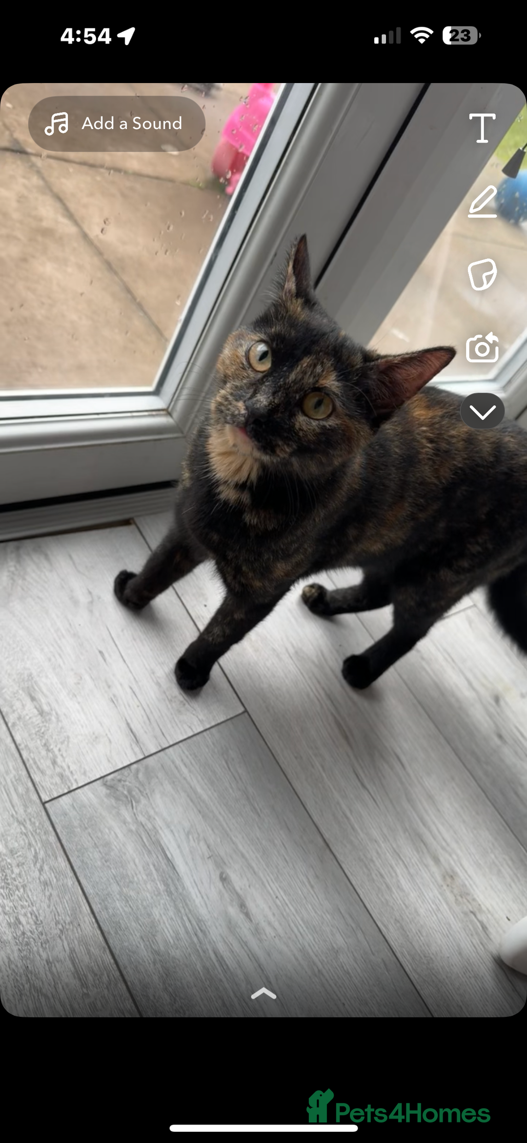 Mixed Breed cats for sale: 4 adorable kittens - Image 2