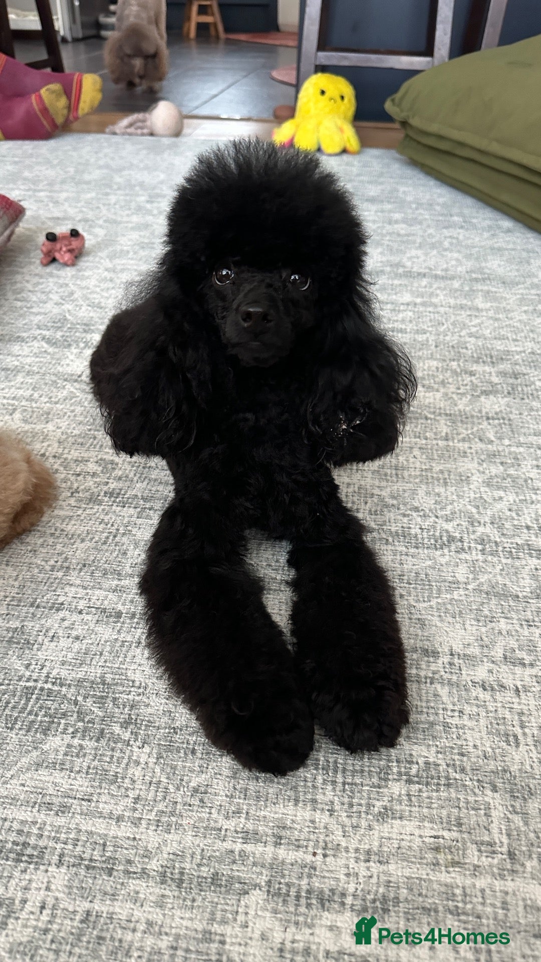 Toy Poodle dogs 2 Tiny toy poodles - Advert 1