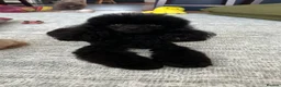 Toy Poodle dogs for sale: 2 Tiny toy poodles in Bristol - Advert 1