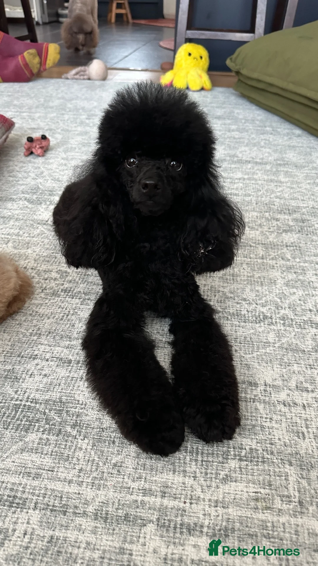 Toy Poodle dogs for sale: 2 Tiny toy poodles in Bristol - Advert 1
