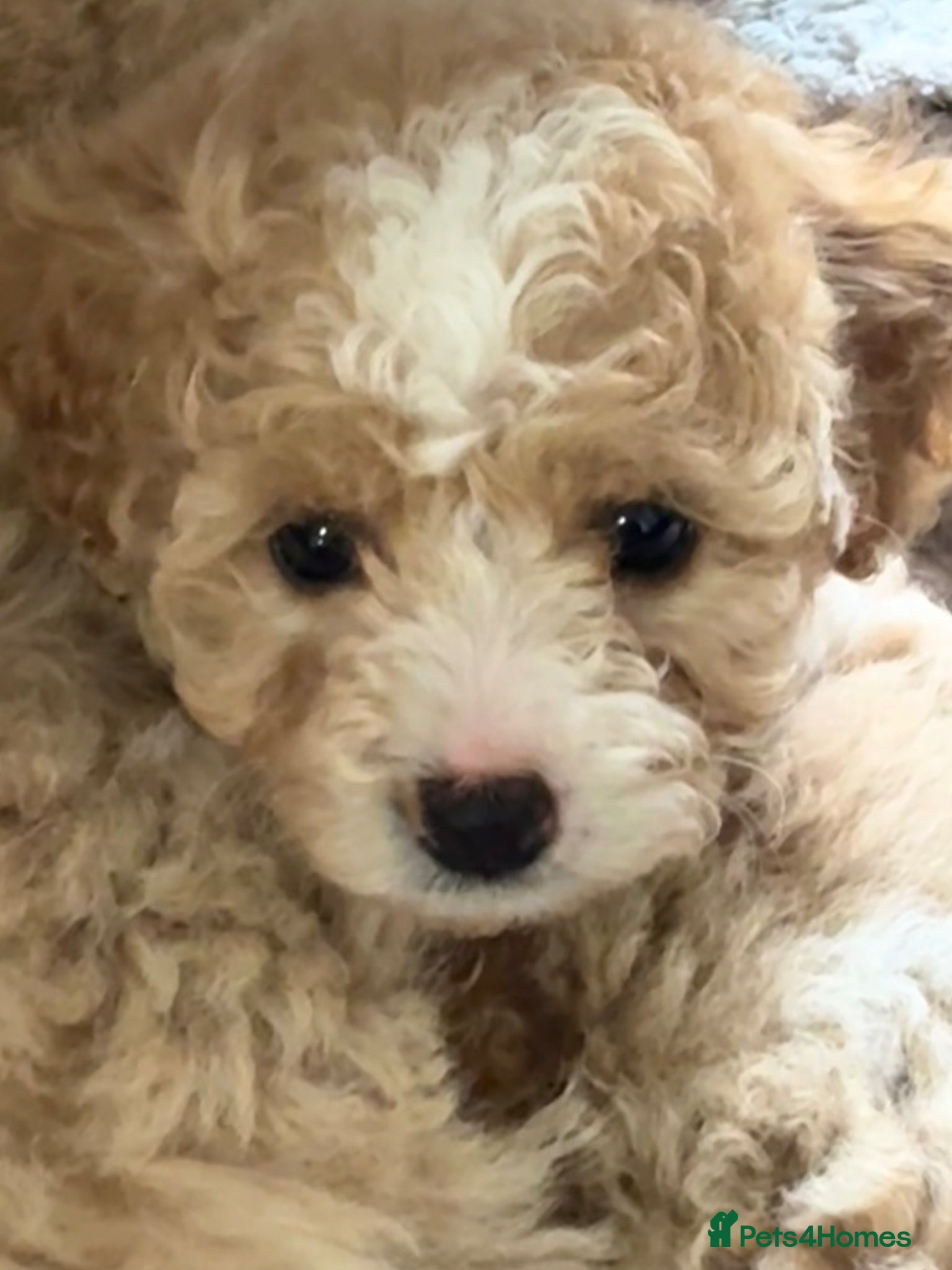 Poochon dogs Adorable Poochon Puppies  - Advert 4