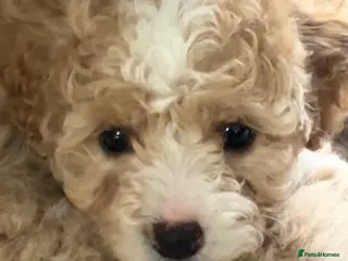 Poochon dogs Adorable Poochon Puppies - Advert 4