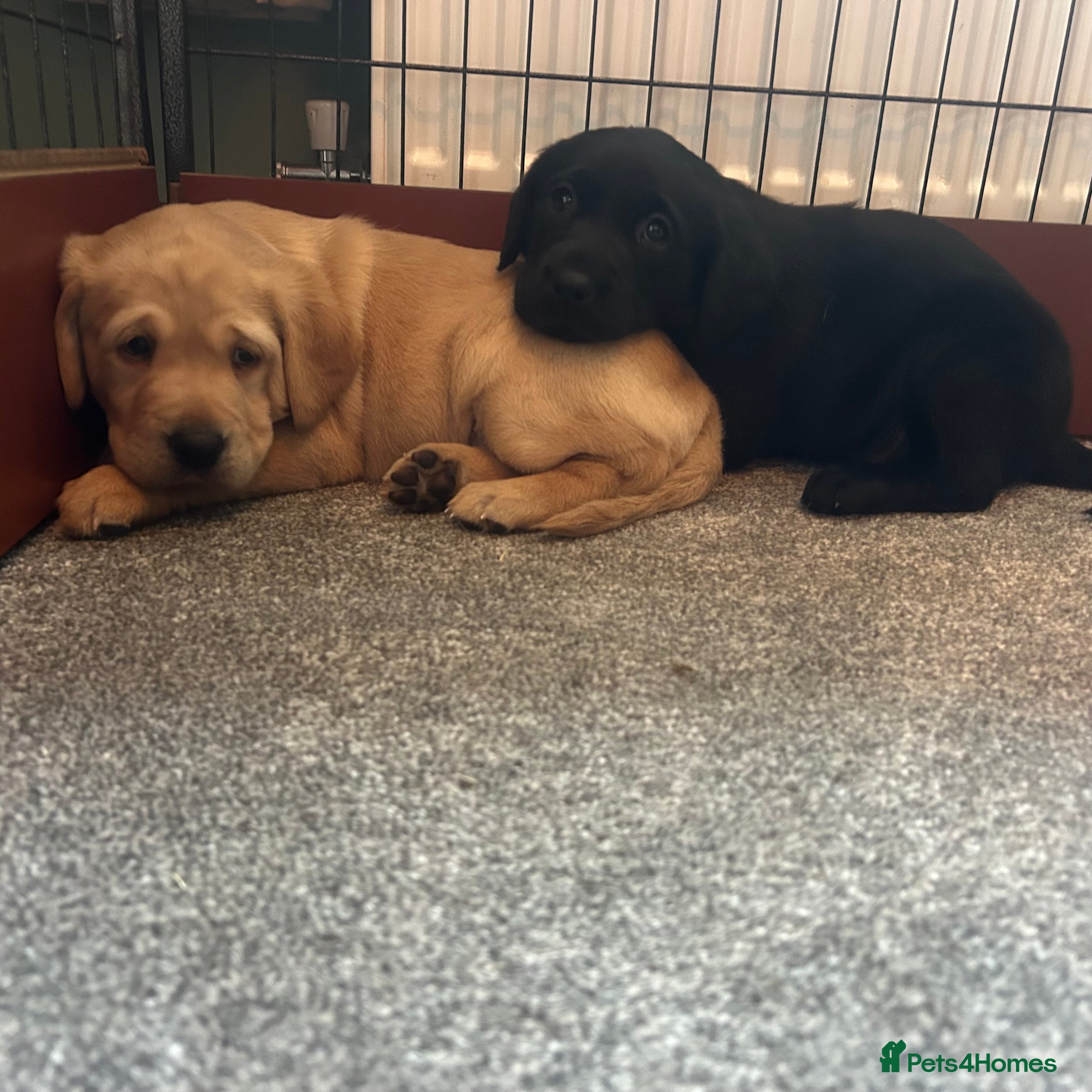 Labrador Retriever dogs Beautiful Labrador puppies - Advert 10