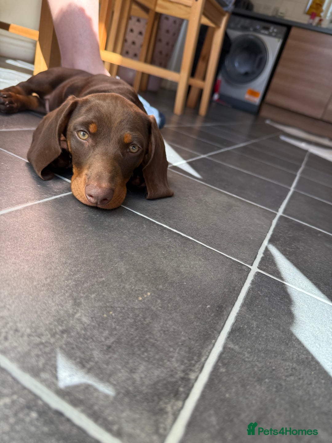 Dachshund dogs for sale: Chocolate tan male dachshund puppy - Image 3